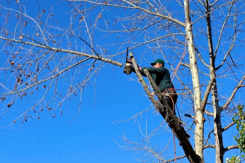 Taille d’une branche en hauteur dans un arbre